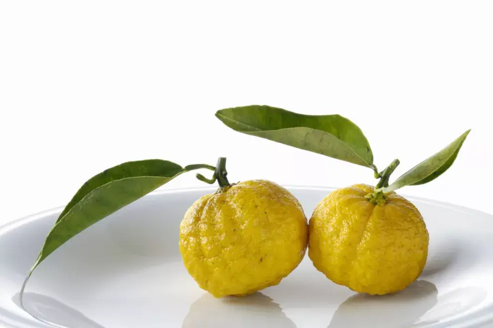 Conocé la yuzu, una fruta japonesa, y sus beneficios.