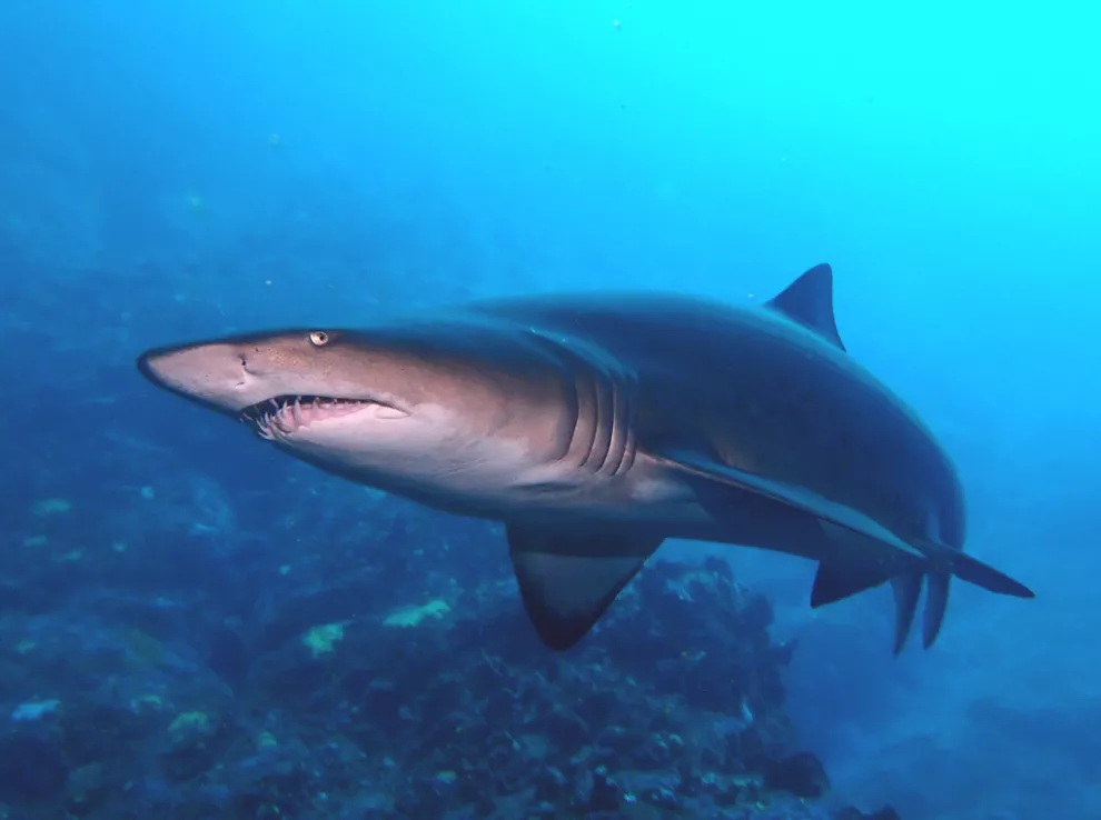 El escalandrún es una de las 12 especies de grandes tiburones del Mar Argentino. 