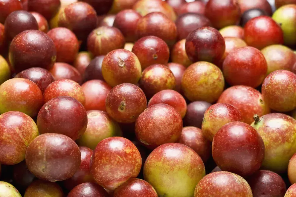 Camu-camu: conocé este superalimento.