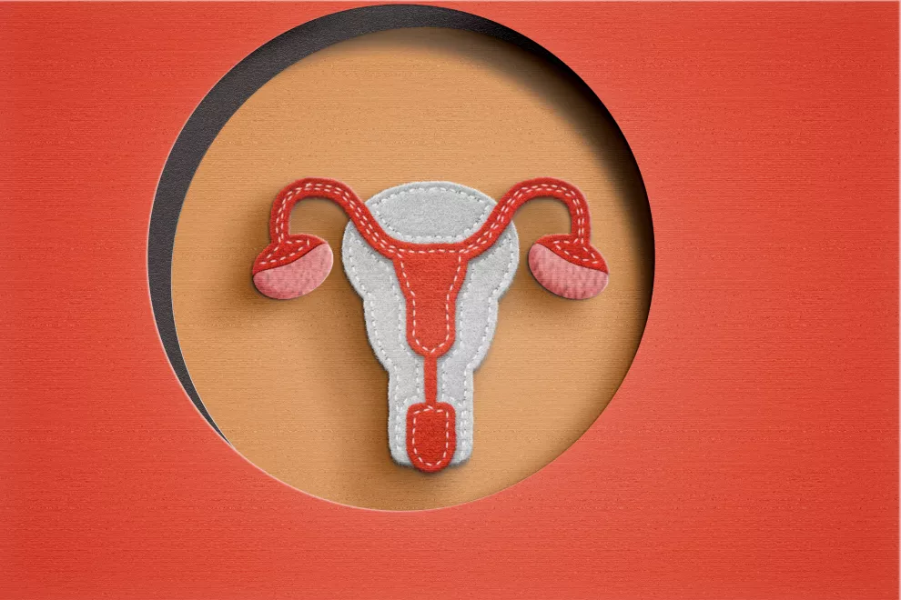 El útero, cuello uterino y las Trompas de Falopio: es clave conocer nuestro cuerpo por nuestro bienestar.