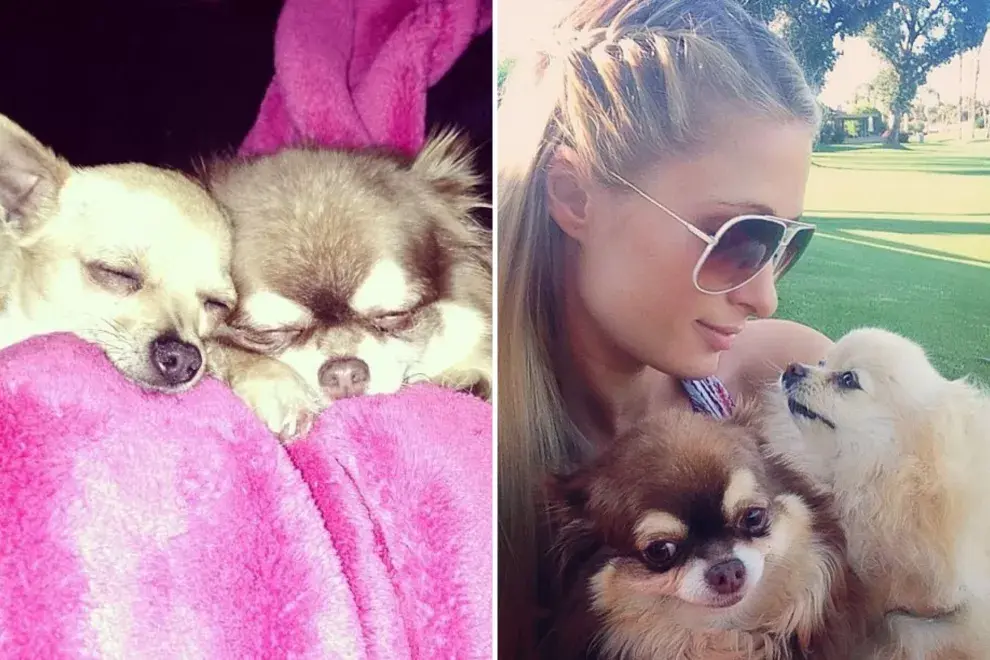 Por medio de un tierno posteo, Paris Hilton se despidió de Harajaku.