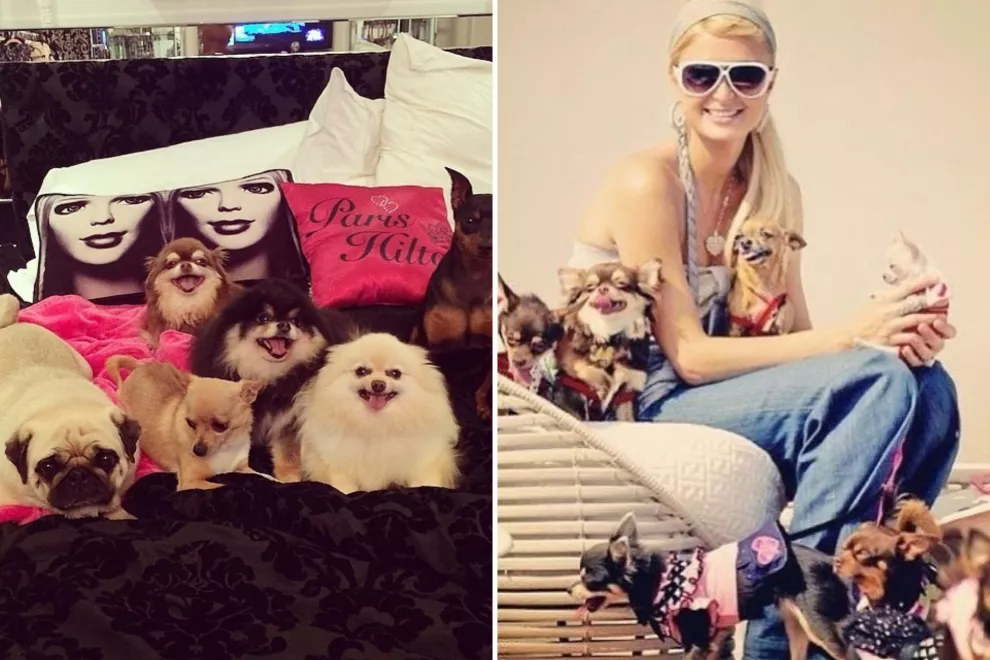Paris Hilton es reconocida por su amor profundo a las mascotas.