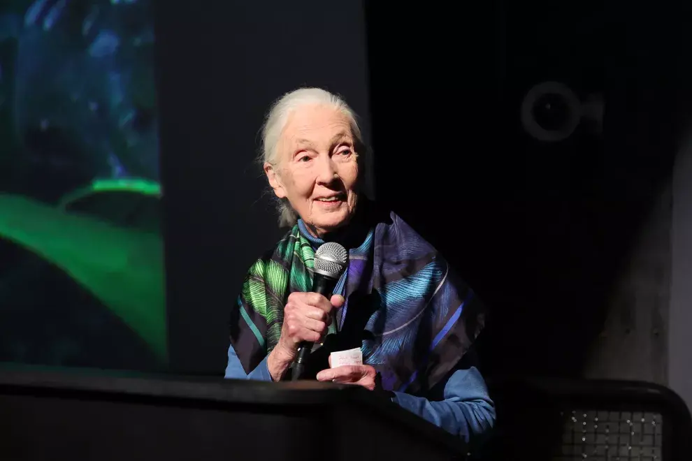 Dr. Jane Goodall es el modelo a seguir para el personaje ficcional de la serie infantil, Jane.