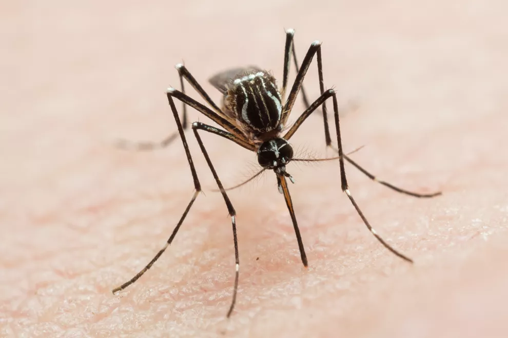 Dengue: cómo es el nuevo serotipo, cuáles sos sus síntomas y quiénes son los más perjudicados.
