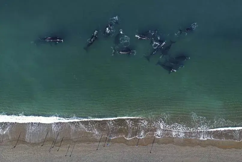 Llegaron las primeras ballenas a Puerto Madryn.