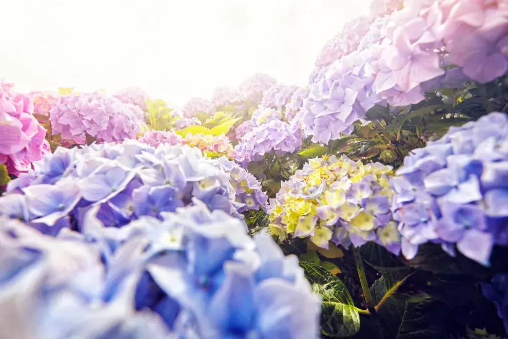 Ritual con la planta de hortensia.