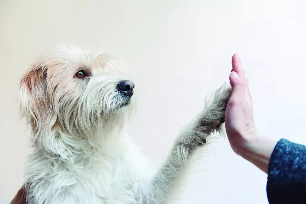 Comunicación intuitiva con animales.