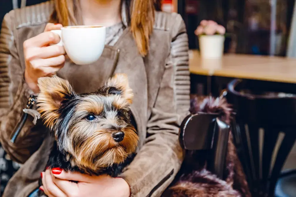 Día del Perro: 5 lugares para ir a merendar y llevar a tu mascota.