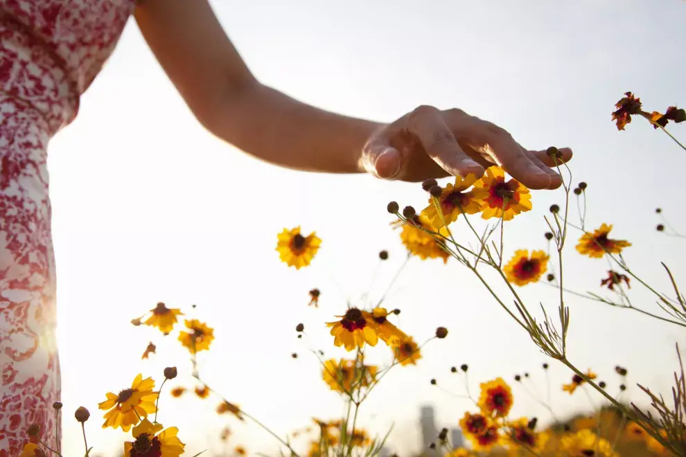 Las Flores Nuestras trabajan equilibrando nuestro sistema emocional