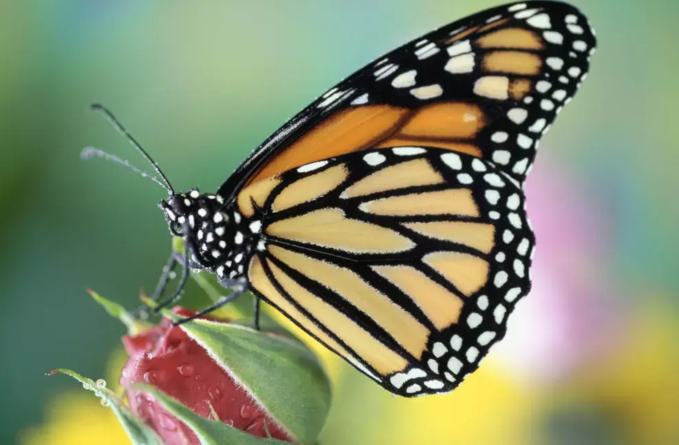 Cuál es el significado espiritual de las mariposas.