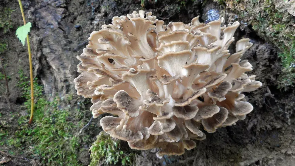 Maitake: regula el azúcar en sangre y el colesterol. 