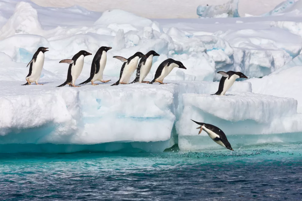 Los pingüinos están entre los animales en peligro de extinción.