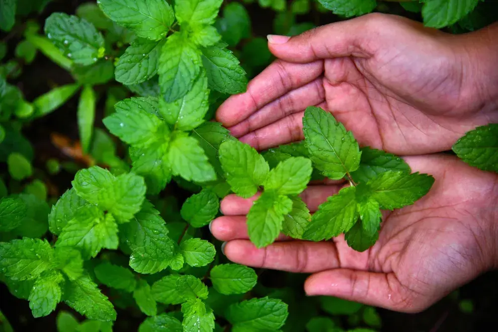 Feng shui: plantas aromáticas para alejar la envidia.