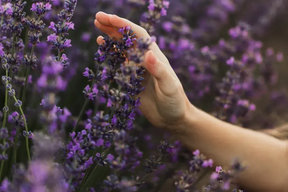 La lavanda es una de las plantas de la prosperidad, según el Feng shui.