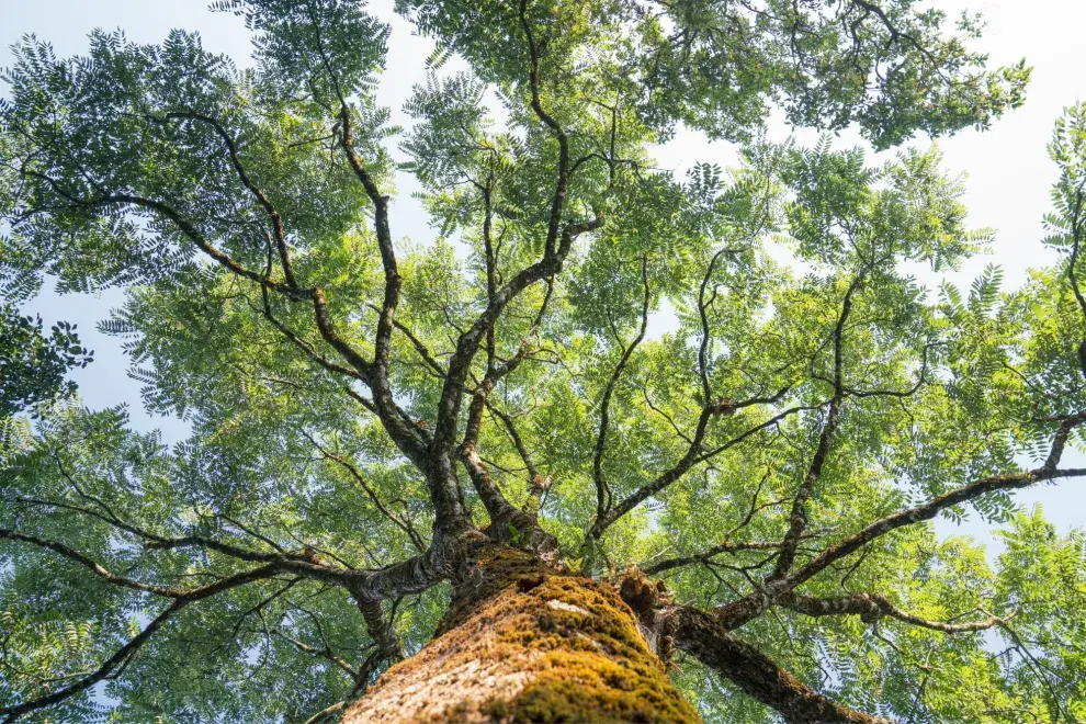 Día del árbol en la Argentina: ¿Por qué se celebra hoy, 29 de agosto?