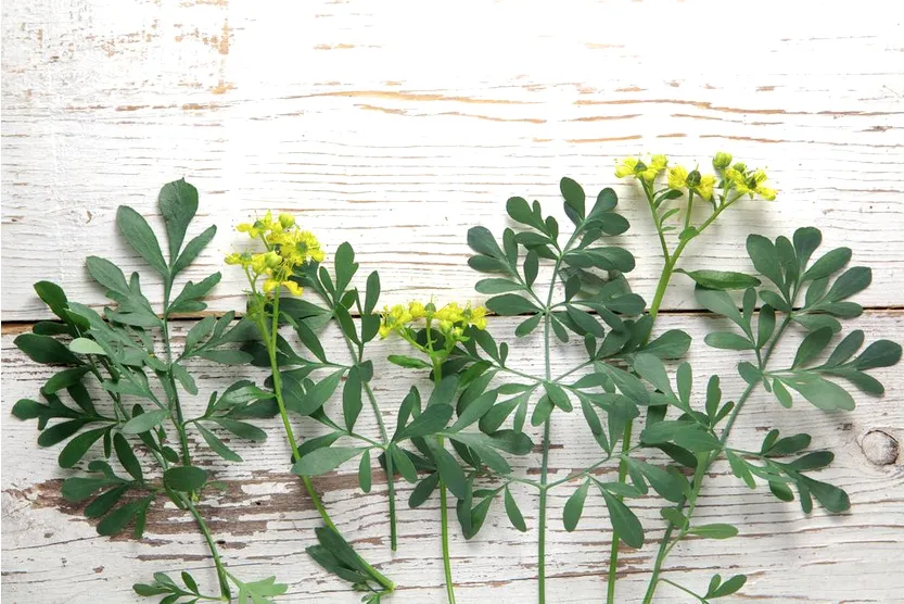 Ruda, una planta que puede ayudarte a sacar las malas energías de tu casa.