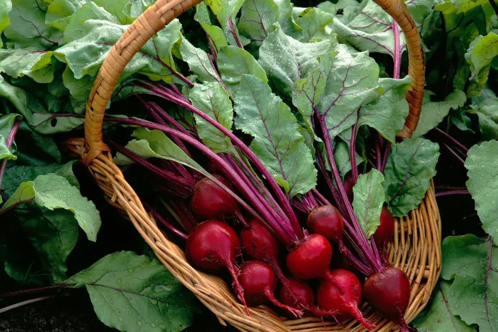 Rabanitos, una de las verduras de estación que sugiere consumir Nati Kiako.