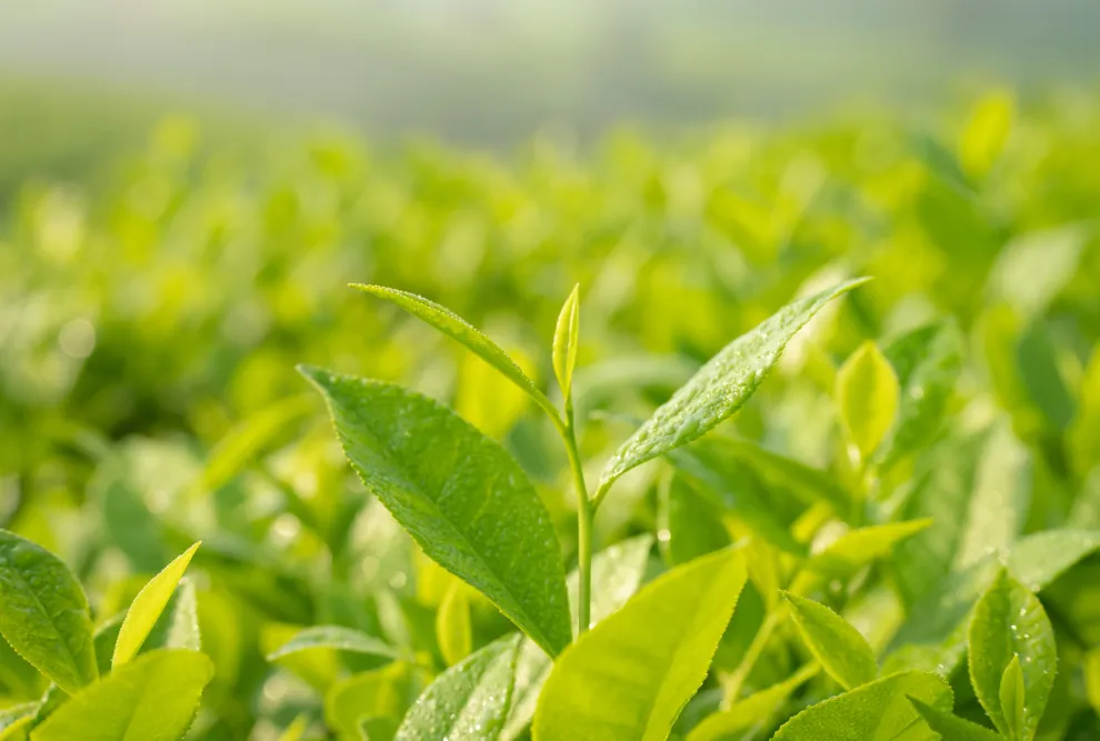 El té verde se deriva de las hojas de la planta Camellia sinensis.