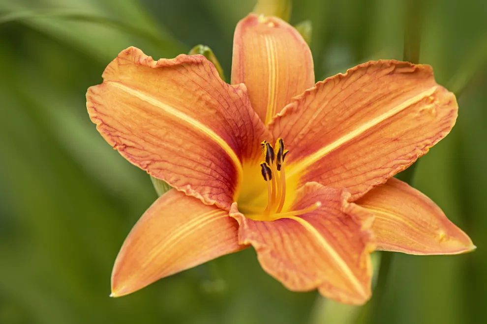 Hemerocallis: una flor que vuelve una y otra vez.