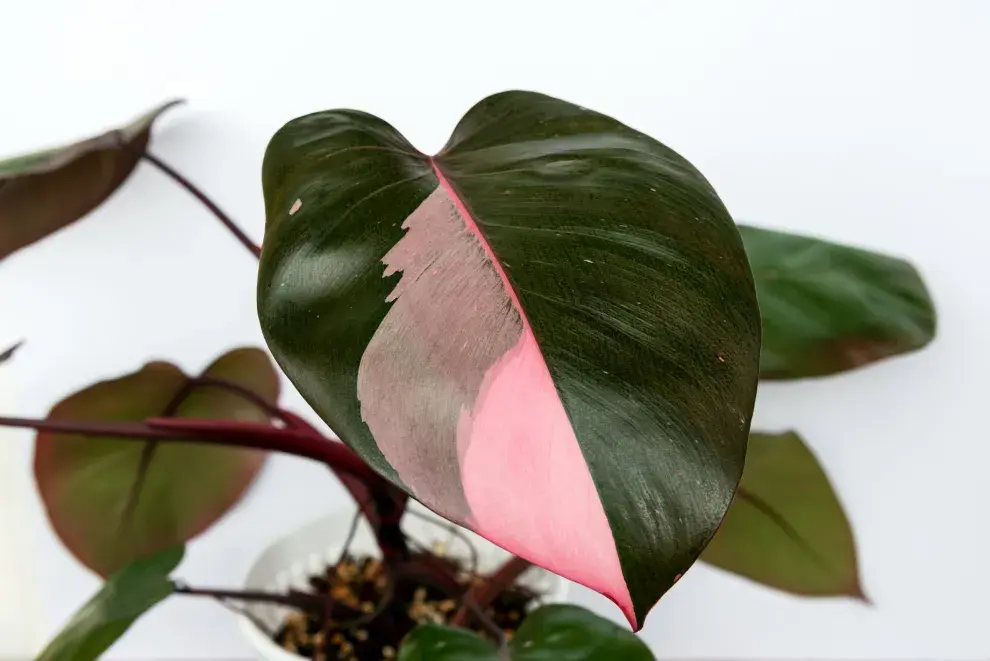 Philodendron Pink Princess, una planta de interior colorida y fácil de cuidar.