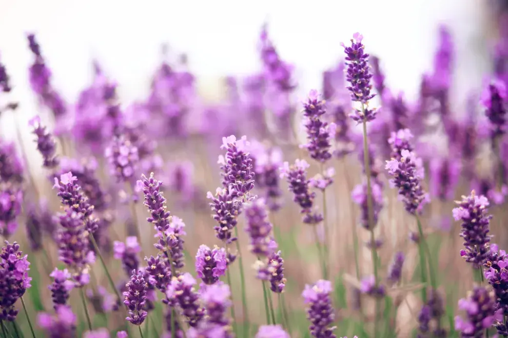 El truco para reproducir la lavanda.