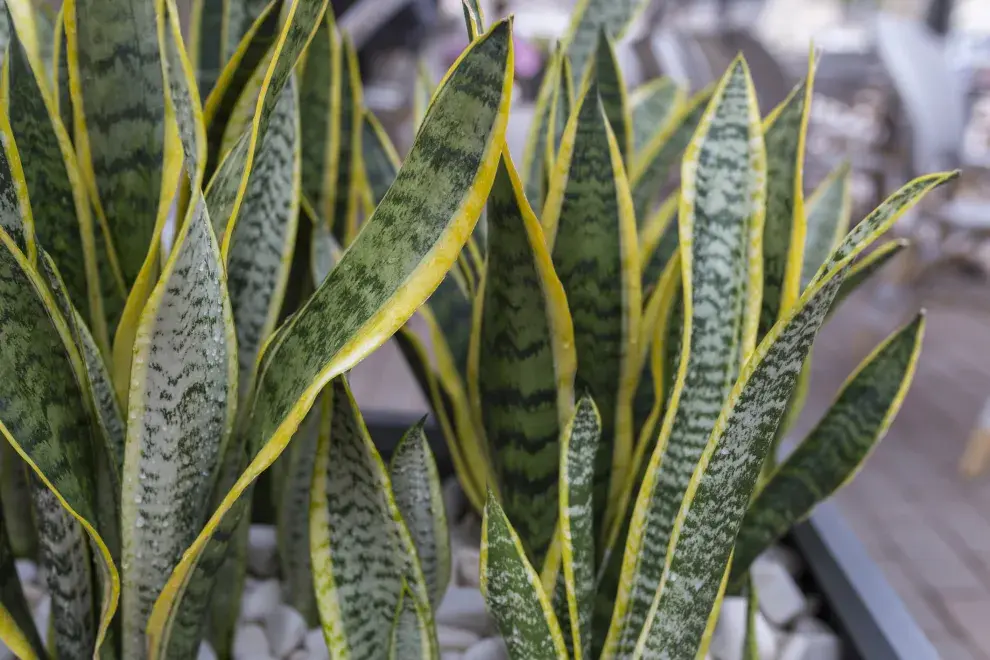 Lengua de suegra, una de las plantas fáciles de cuidar que te recomendamos.