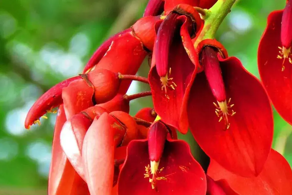 Día de la Flor Nacional: por qué es el ceibo y cuál es su historia