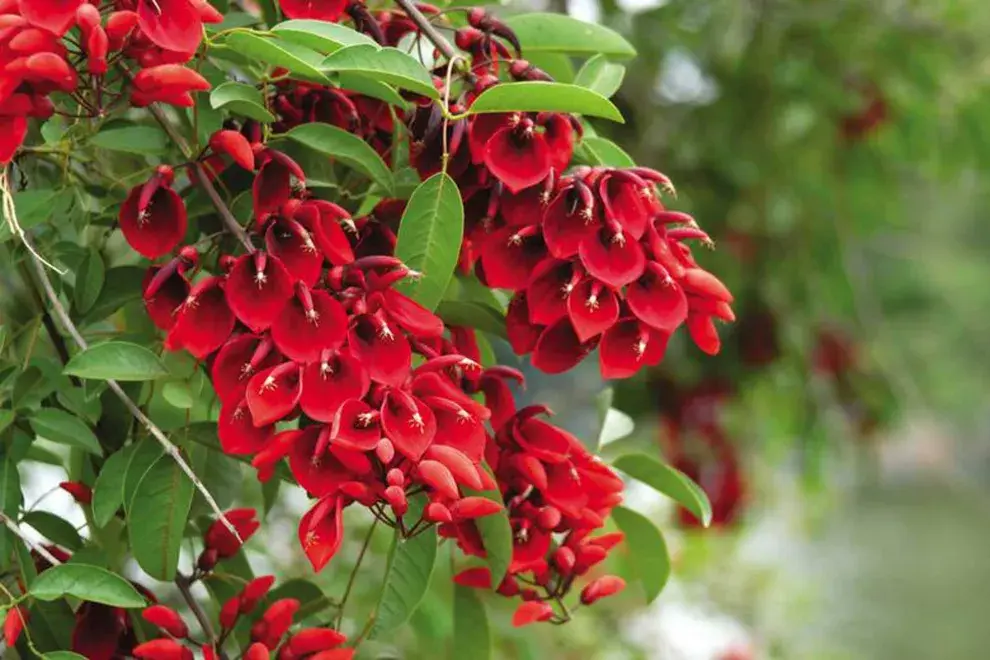 El ceibo es uno de los símbolos de nuestro país y cada 22 de noviembre se celebra el Día de la Flor Nacional