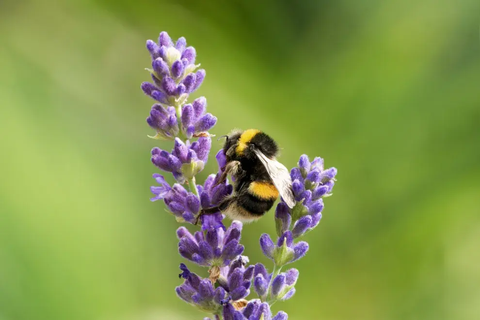 Lavanda, una de las 5 plantas con flores más bellas.