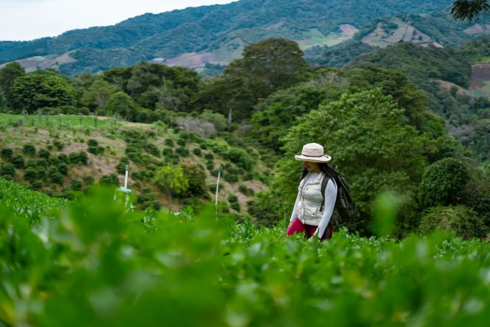 Esta es la ruta del café en Panamá, un paisaje cautivante todo el año.