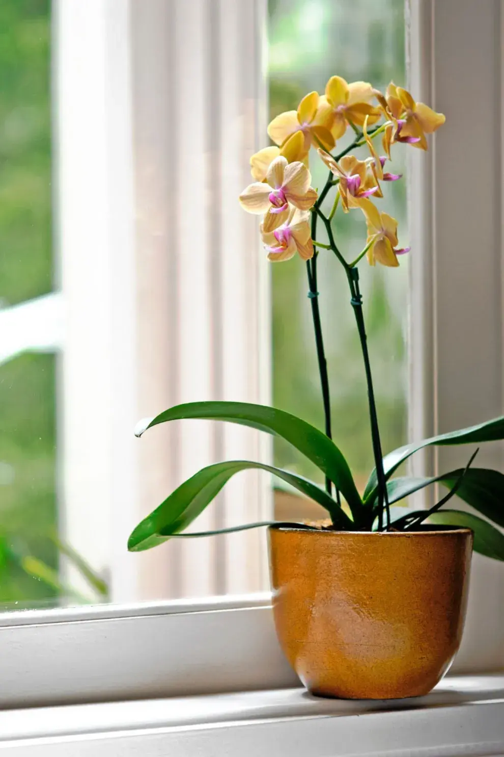 Qué significa tener una orquídea en casa.