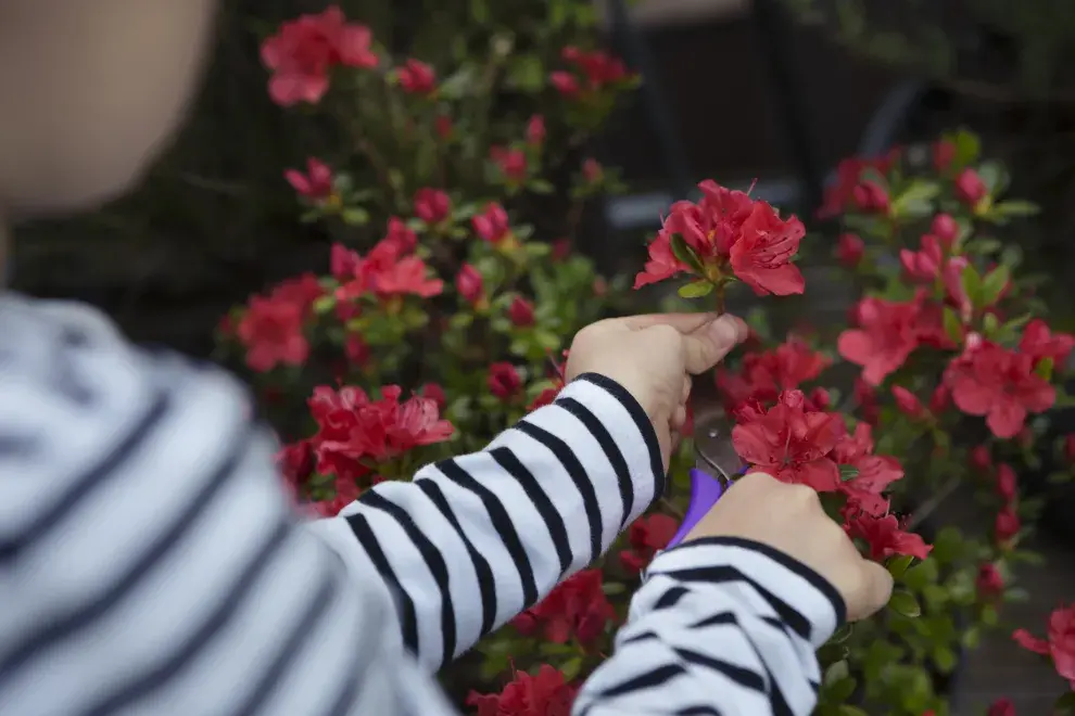 Las azaleas visten cualquier rincón con sus flores de colores vibrantes.