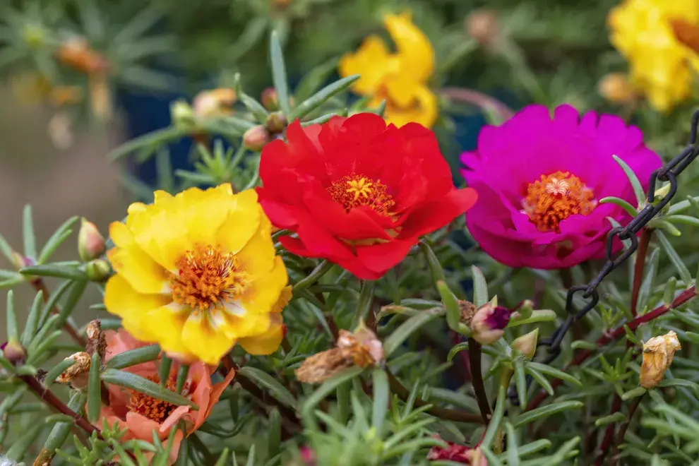 Plantas ideales para cultivar en épocas de mucho calor.