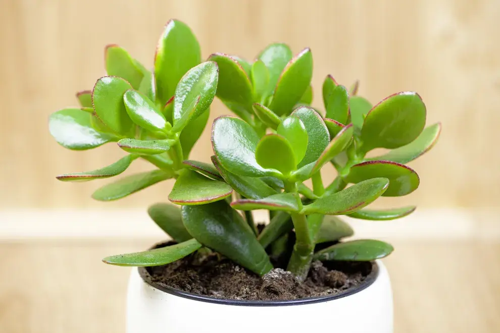 Planta de jade.