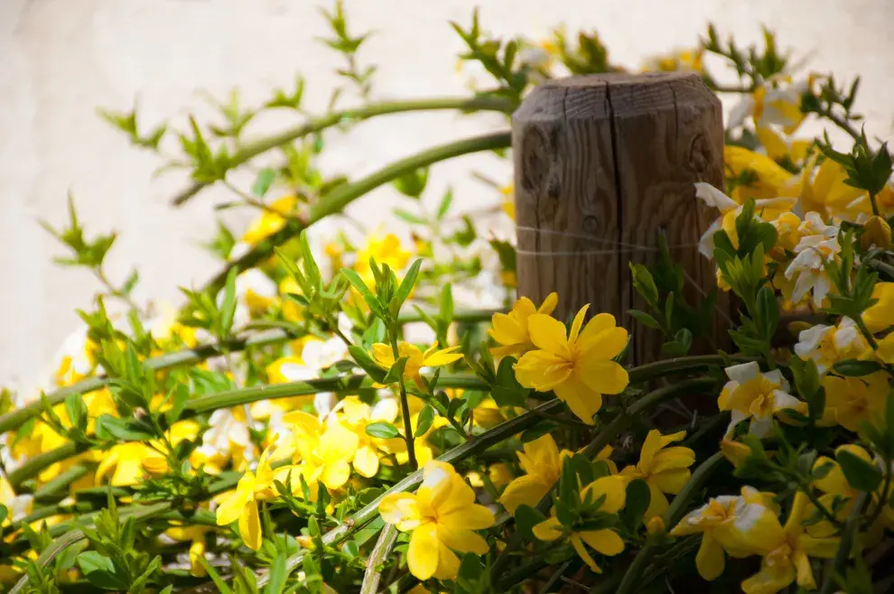 La trepadora Carolina Jessamine, también conocida como jazmin amarillo, atraerá miles de mariposas a tu vida