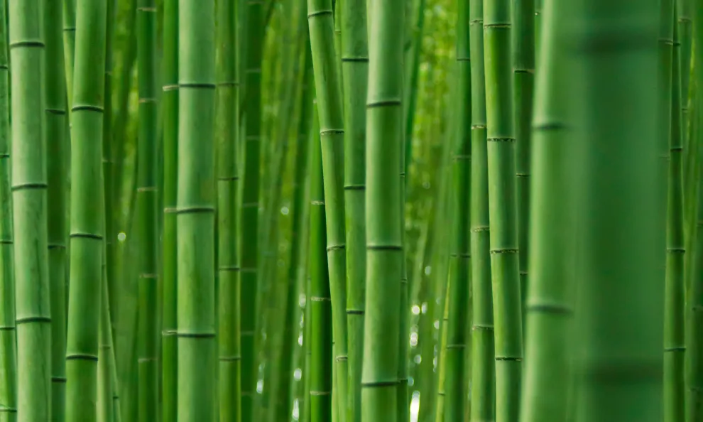 Sumar el bambú a tu dieta puede traer muchísimos beneficios.