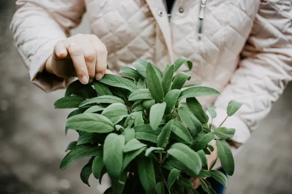 La salvia es conocida por sus poderes antisépticos, antifúngicos y antivirales.