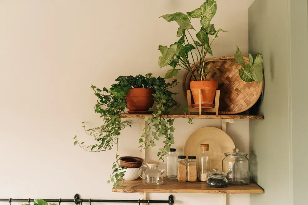 La hiedra, una de las plantas trepadoras más bonitas y fáciles de cuidar