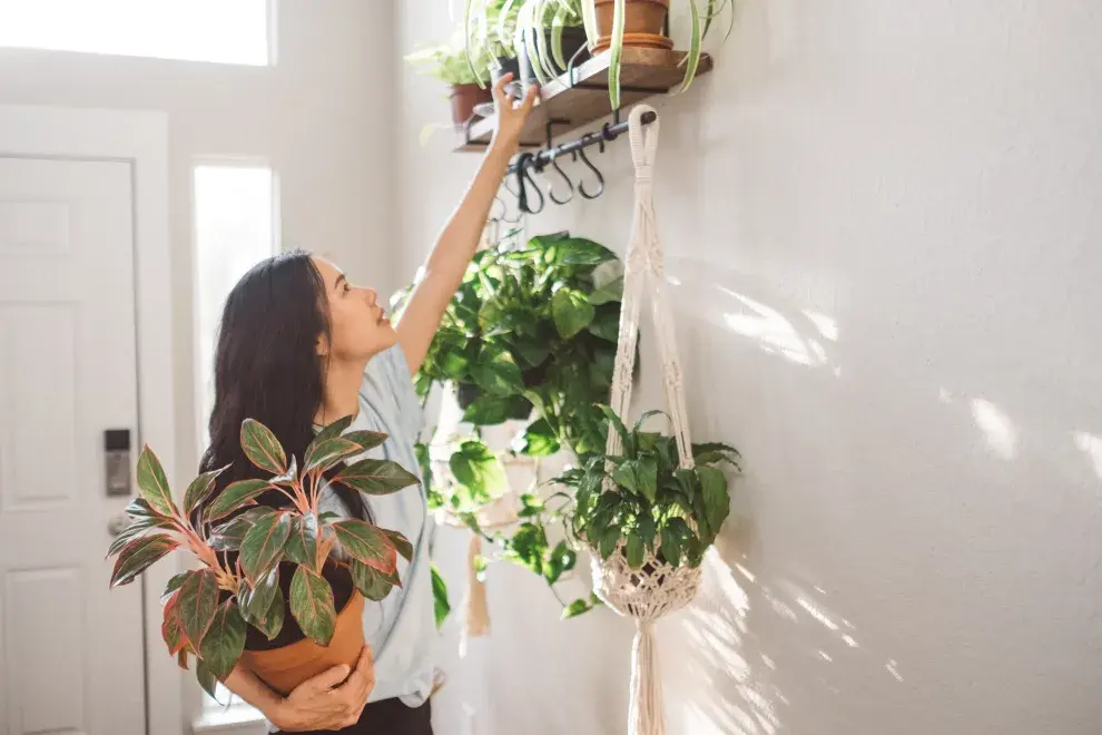 Esta planta de la felicidad puede transformar tu hogar y llenarlo de buenas vibras.