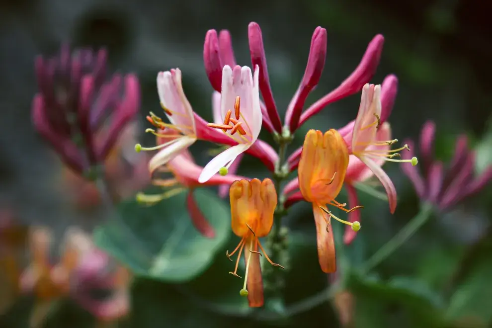 El aroma y el color vibrante de las flores de Madreselva japones hace que las mariposas no puedan resistirse a ellas.