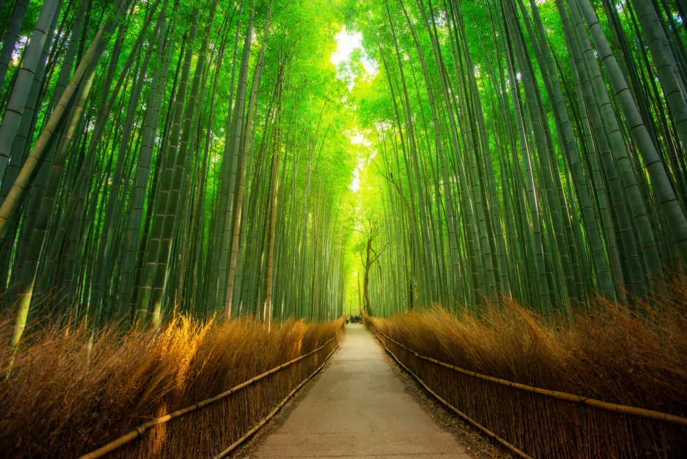 El bambú es una planta súper nutritiva.