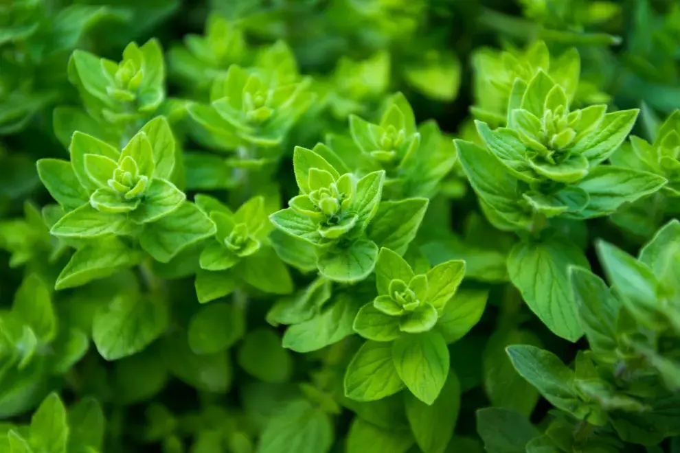 El truco para plantar orégano en una maceta.