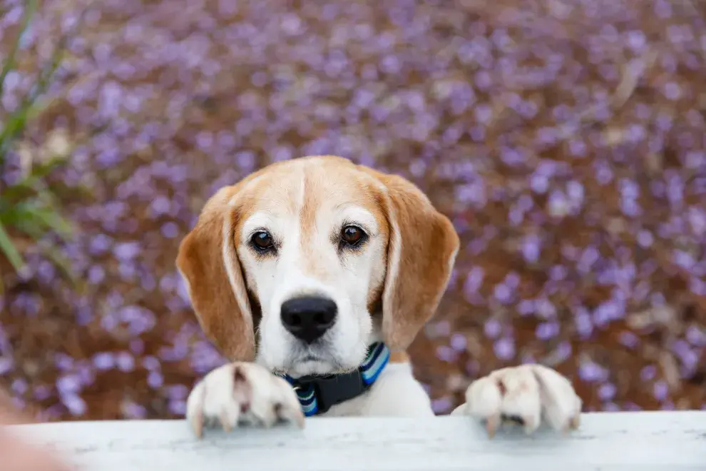 Flores de Bach, una alternativa para proteger a las mascotas de la pirotecnia.