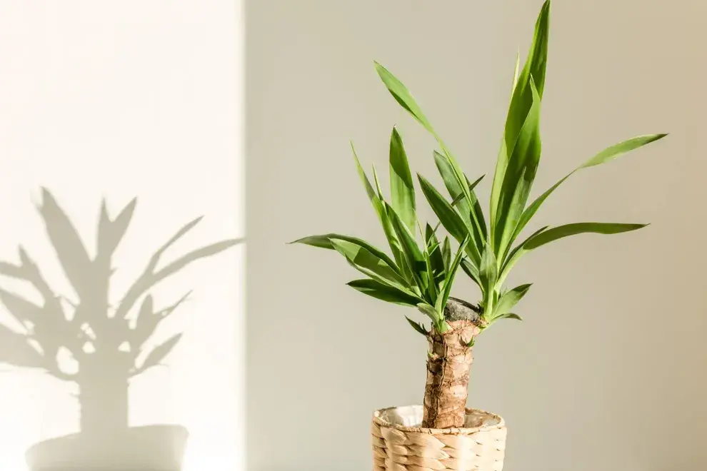 La planta de la felicidad que transforma tu hogar con energías positivas.