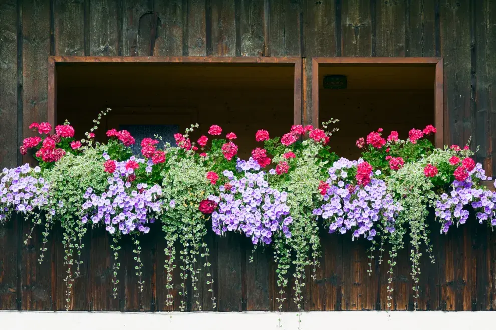 Petunias, unas hermosas plantas colgantes.