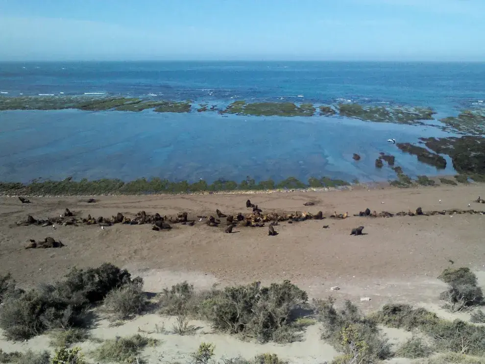 Playa Punta Norte en Península Valdés, Chubut