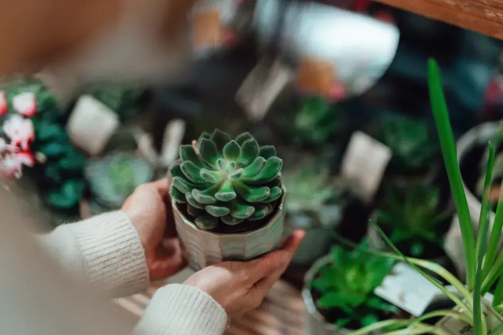  El Feng Shui considera a las suculentas como plantas para atraer y generar abu00ndancia en nuestro hogar.