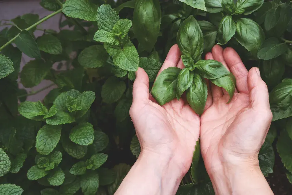 La albahaca necesita muchas horas de sol y agua regular para crecer fuerte.