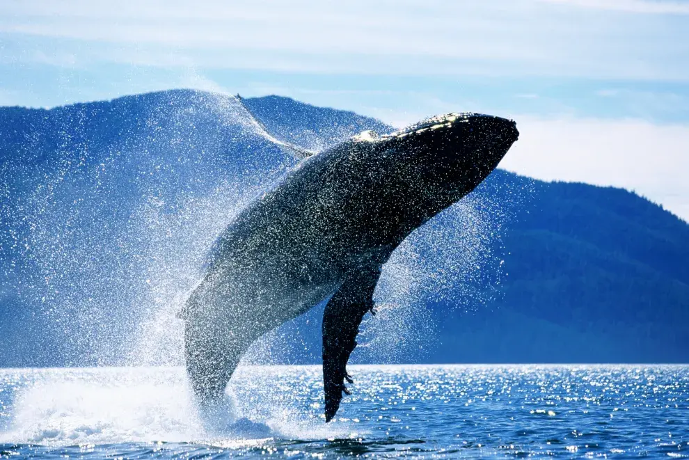 Las ballenas están en peligro de extinción: cómo podemos adoptar una.