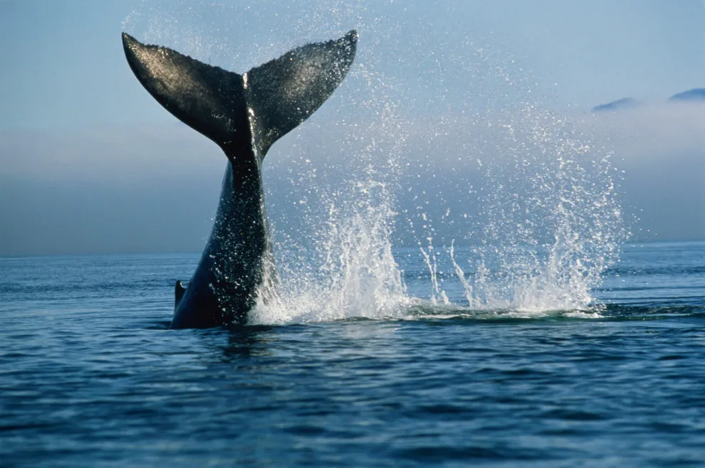 Las ballenas están en peligro de extinción: cómo podemos adoptar una.